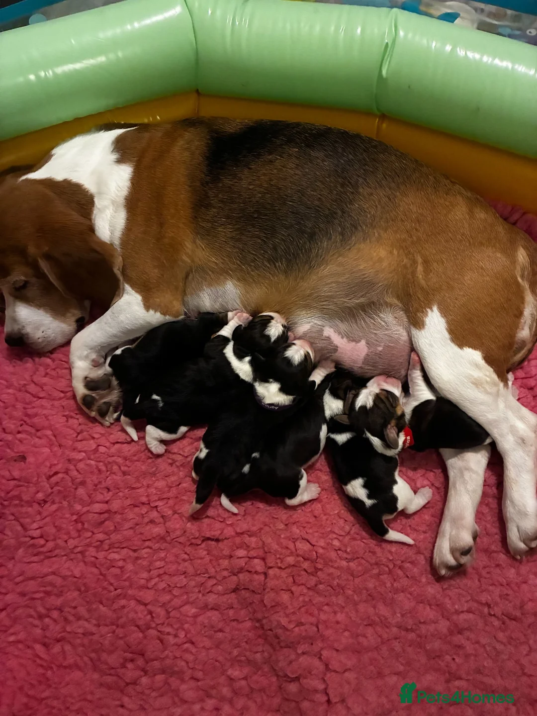 Beagle dogs for sale: RKC Registered Tri Beagles - Advert 1