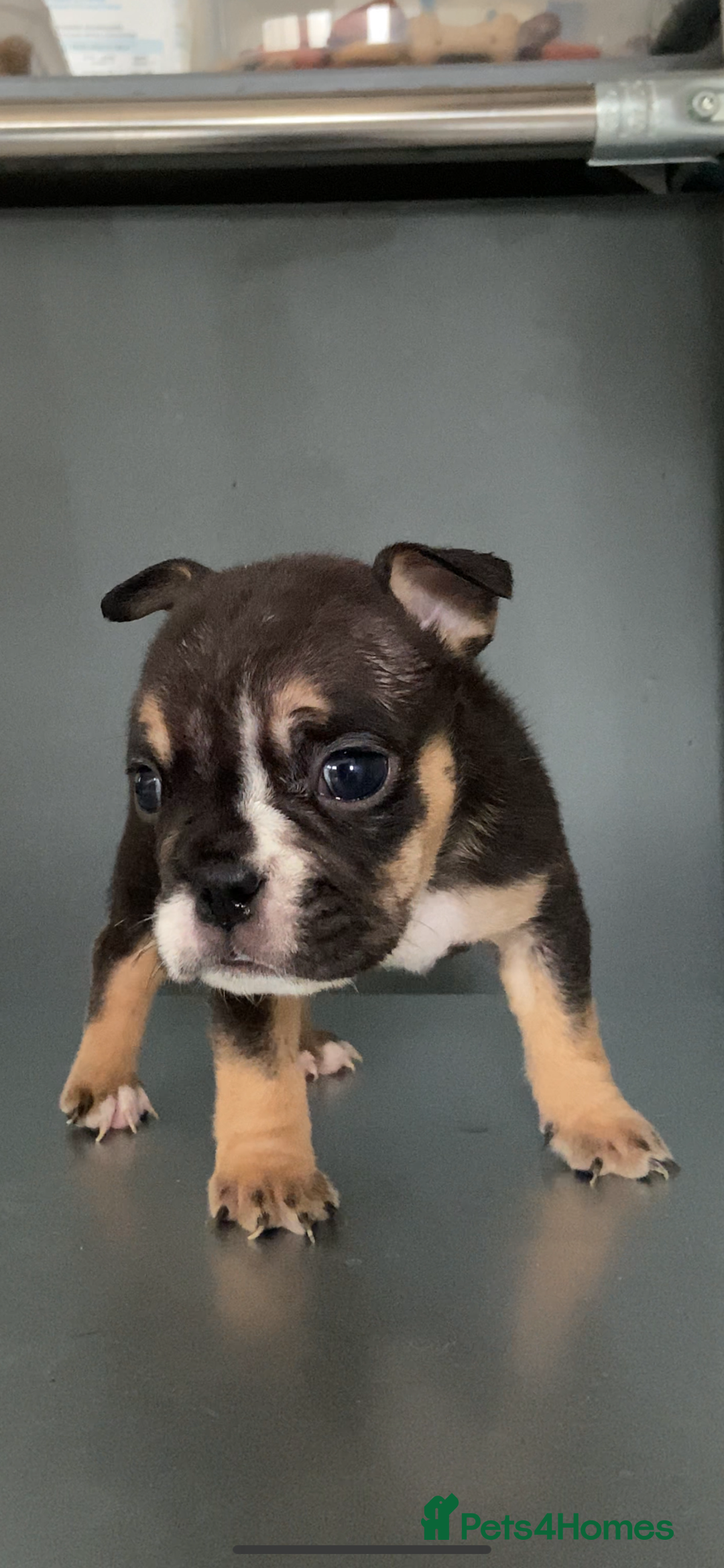 English Bulldog dogs for sale: KC registered English Bulldog Puppies  - Image 26