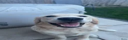 Golden Retriever dogs for sale: 6 month old boy golden retriever  - Advert 3