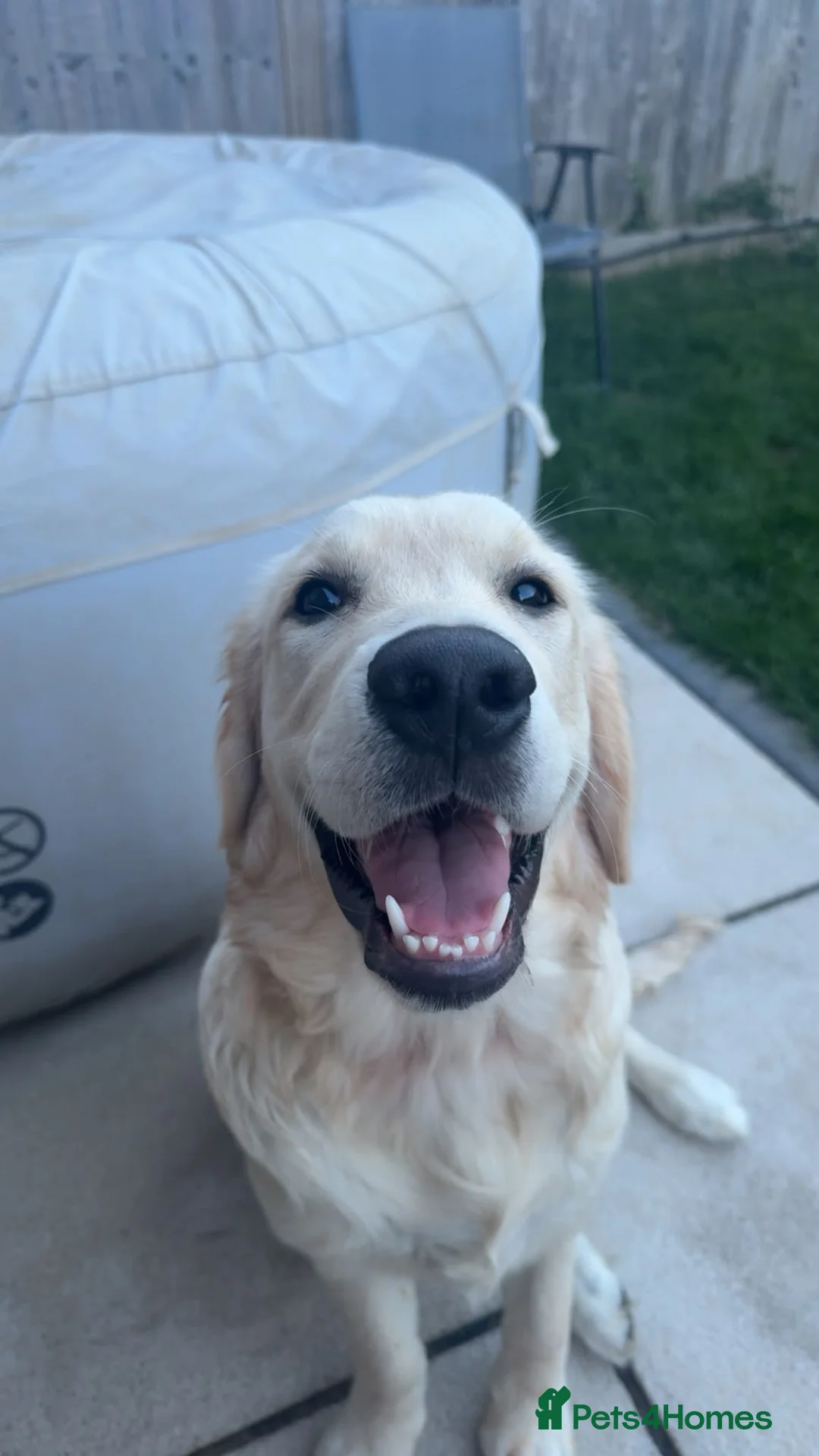 Golden Retriever dogs for sale: 6 month old boy golden retriever  - Advert 3