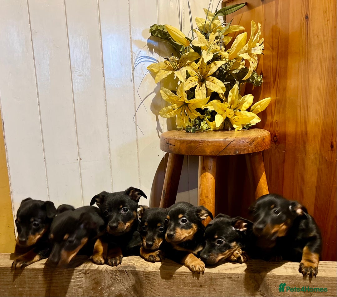 Lancashire Heeler dogs for sale: KC Reg Lancashire Heelers - Advert 12