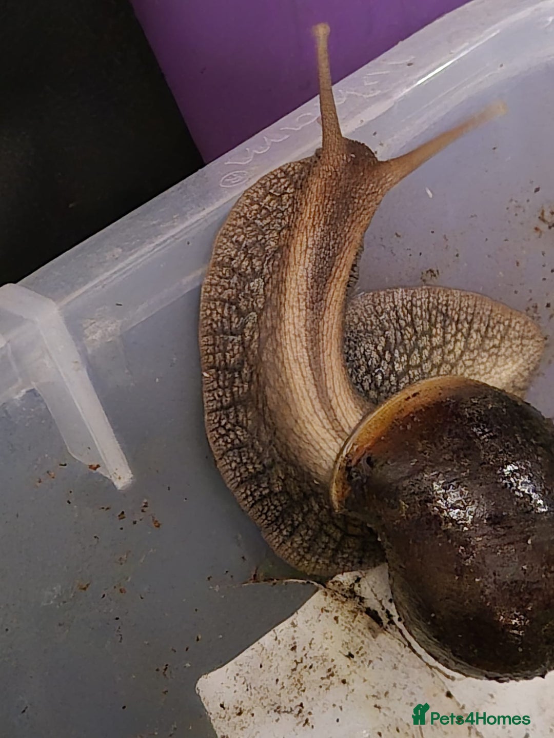 Snails invertebrates for sale: Giant African Land Snails  - Advert 3