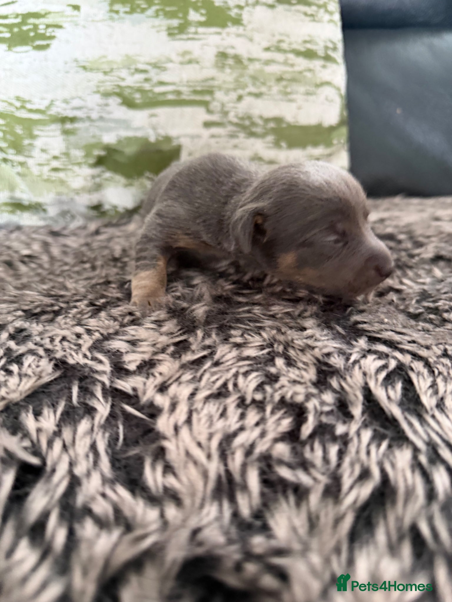 Jack Russell dogs for sale: DONJACKS - miniature health tested babies  - Advert 13
