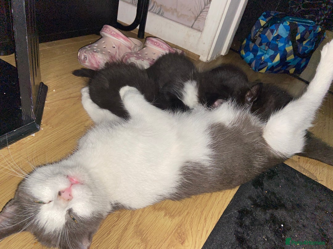 Mixed Breed cats for sale: Female kitten very loving  - Image 4