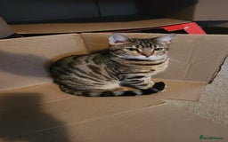 Bengal cats for sale: Bengal x tabby girl 2 years old - Image 3