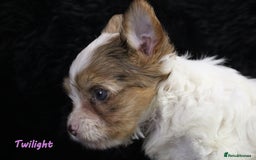 Yorkshire Terrier dogs for sale: Stunning Biro & Merle Yorkie Girls – Ready Nov 25 - Advert 15