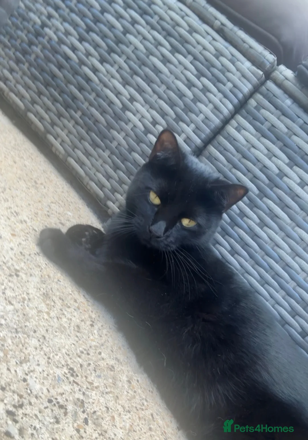Domestic Shorthair cats for sale: Beautiful Black Cat for Rehoming - Advert 6