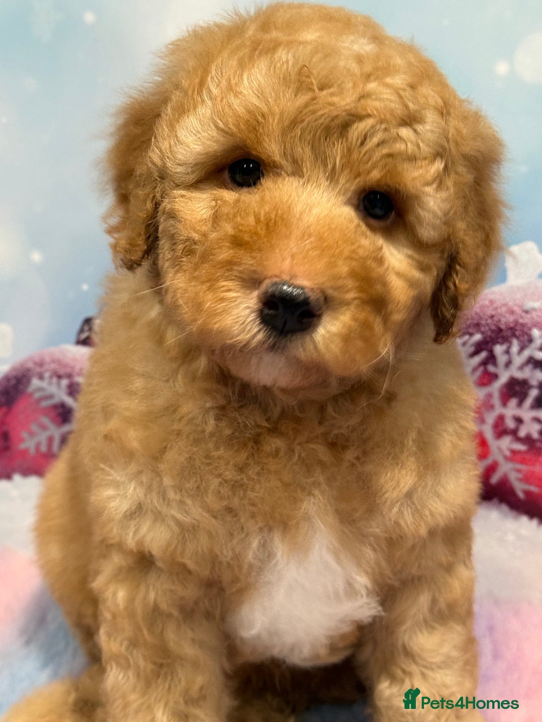 Bernedoodle dogs for sale: Bernedoodles - Advert 2