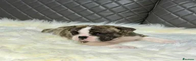 English Bulldog 2