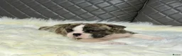 English Bulldog dogs for sale: Gorgeous English Bulldog Puppies Available in Manchester - Advert 3