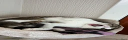 Mixed Breed cats for sale: Female 4 year old cat  - Advert 4