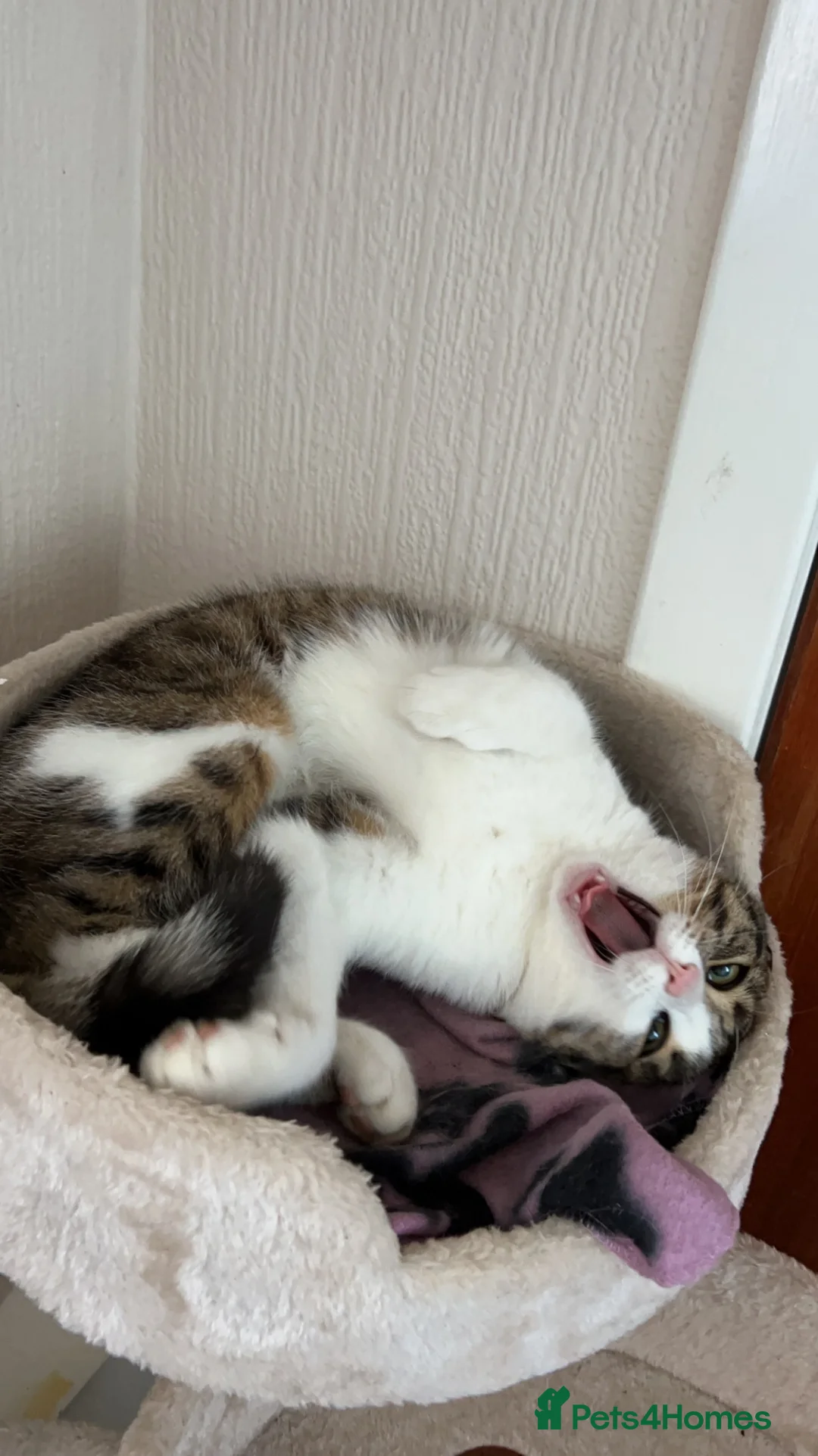 Mixed Breed cats for sale: Female 4 year old cat  - Advert 4