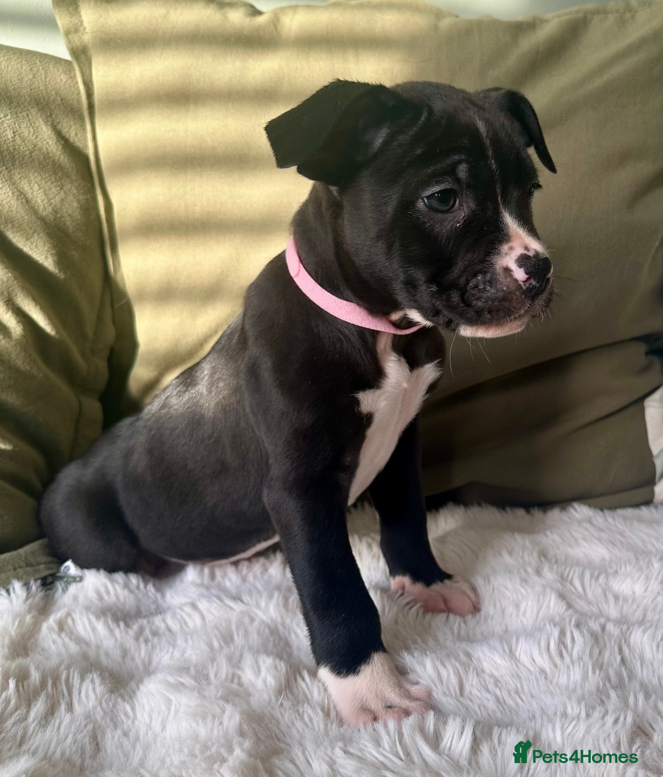 Mixed Breed dogs AVAILABLE NOW Olde English Bulldogge/Staffy Collie - Advert 17