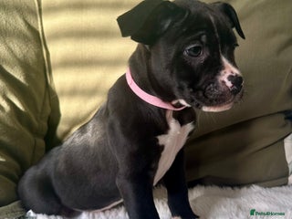 Mixed Breed dogs AVAILABLE NOW Olde English Bulldogge/Staffy Collie - Advert 2