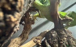 Iguana reptiles for sale: Male 2 year old iguana  - Image 7