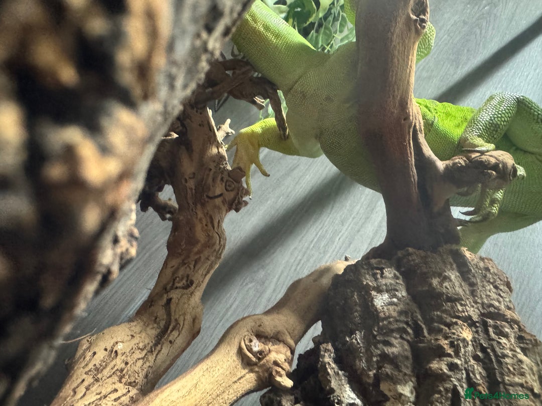 Iguana reptiles for sale: Male 2 year old iguana  - Image 7