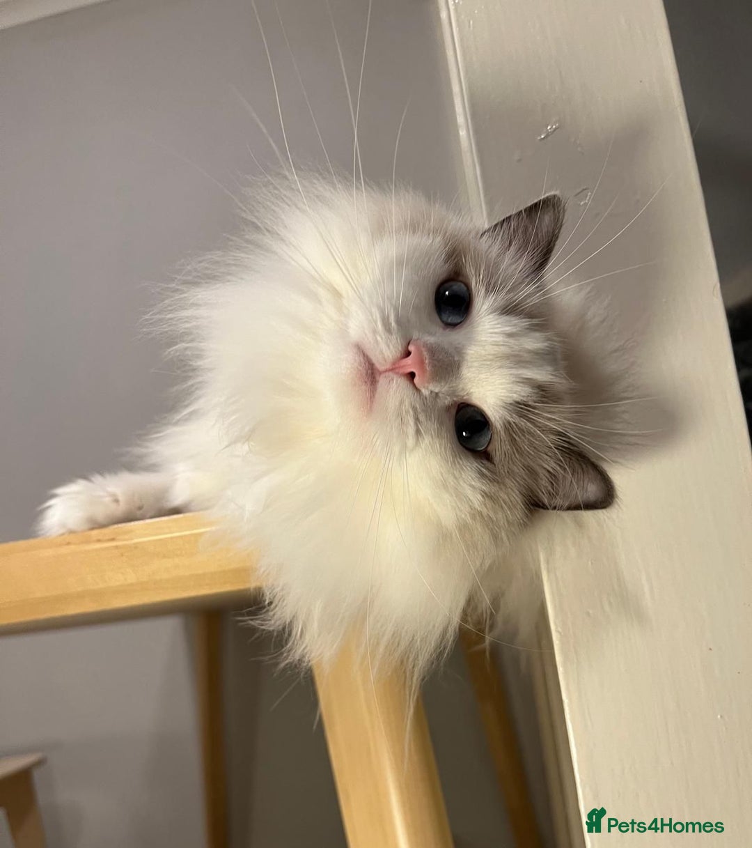 Ragdoll cats for sale: TICA Registered Blue Bicolour Ragdoll   - Advert 4