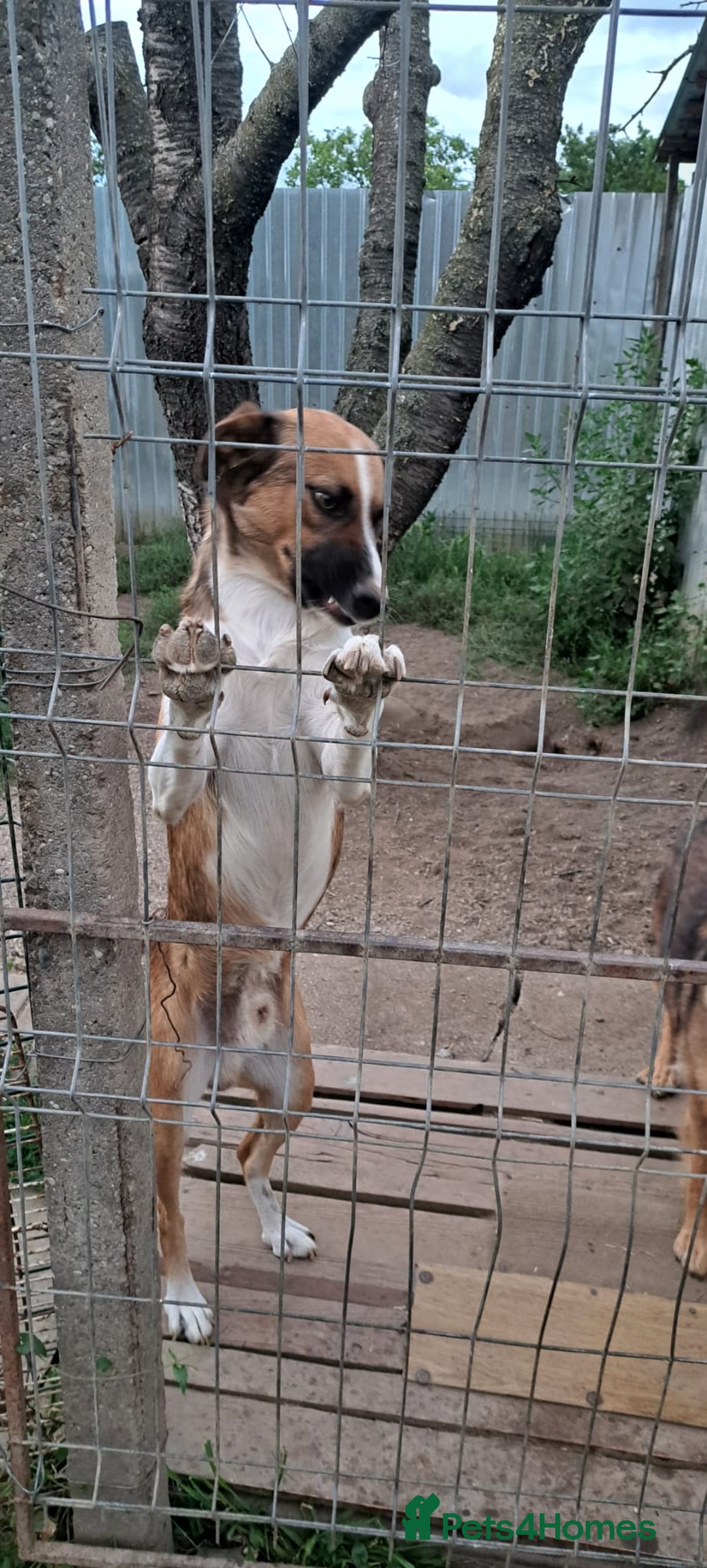 Mixed Breed dogs for adoption: BENNY - a faithful dog for a Loving Home - Image 25