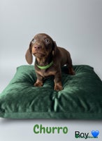 Dachshund dogs - Advert 2