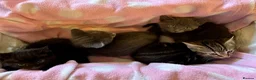 Domestic Shorthair cats for sale: Beautiful kittens for sale - Advert 16