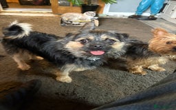 Mixed Breed dogs for sale: 10 week old puppies - Image 4
