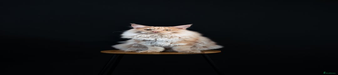 Maine Coon Kitten 1