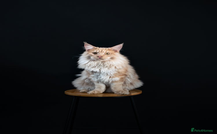 Maine Coon cats - Advert 10