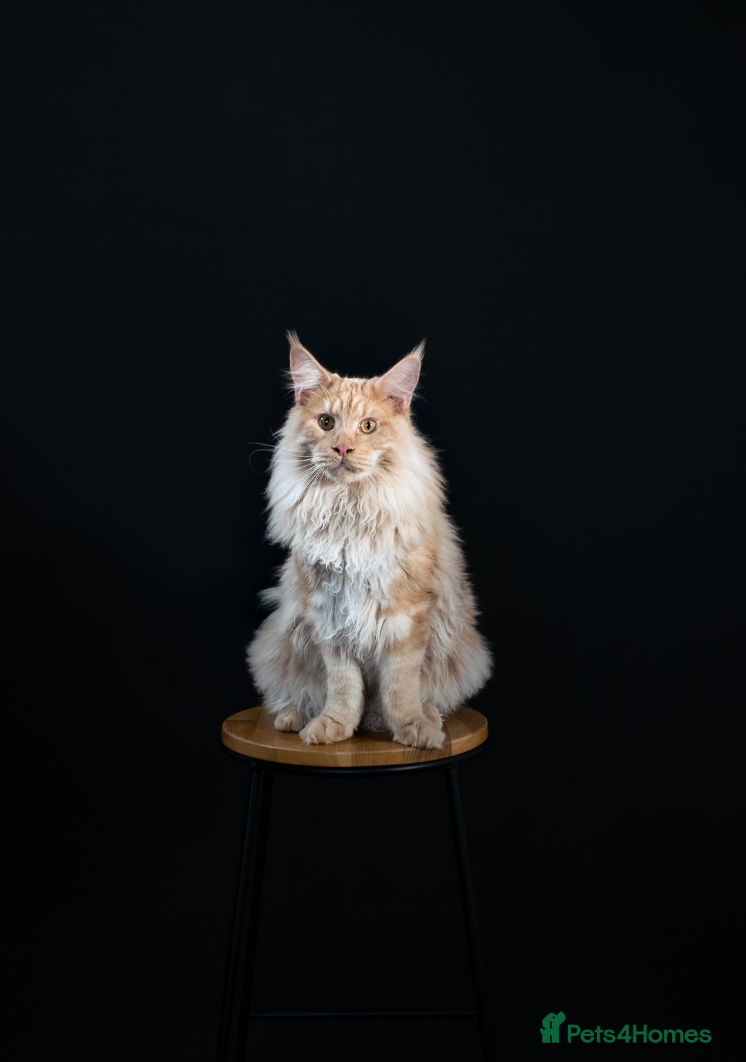 Maine Coon cats for sale: Ralph - Image 1