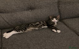 British Shorthair cats for sale: Misty & Bella - Image 8