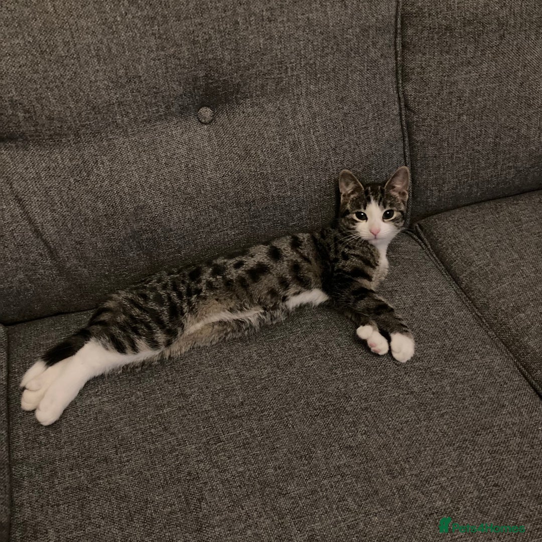 British Shorthair cats for sale: Misty & Bella - Image 8