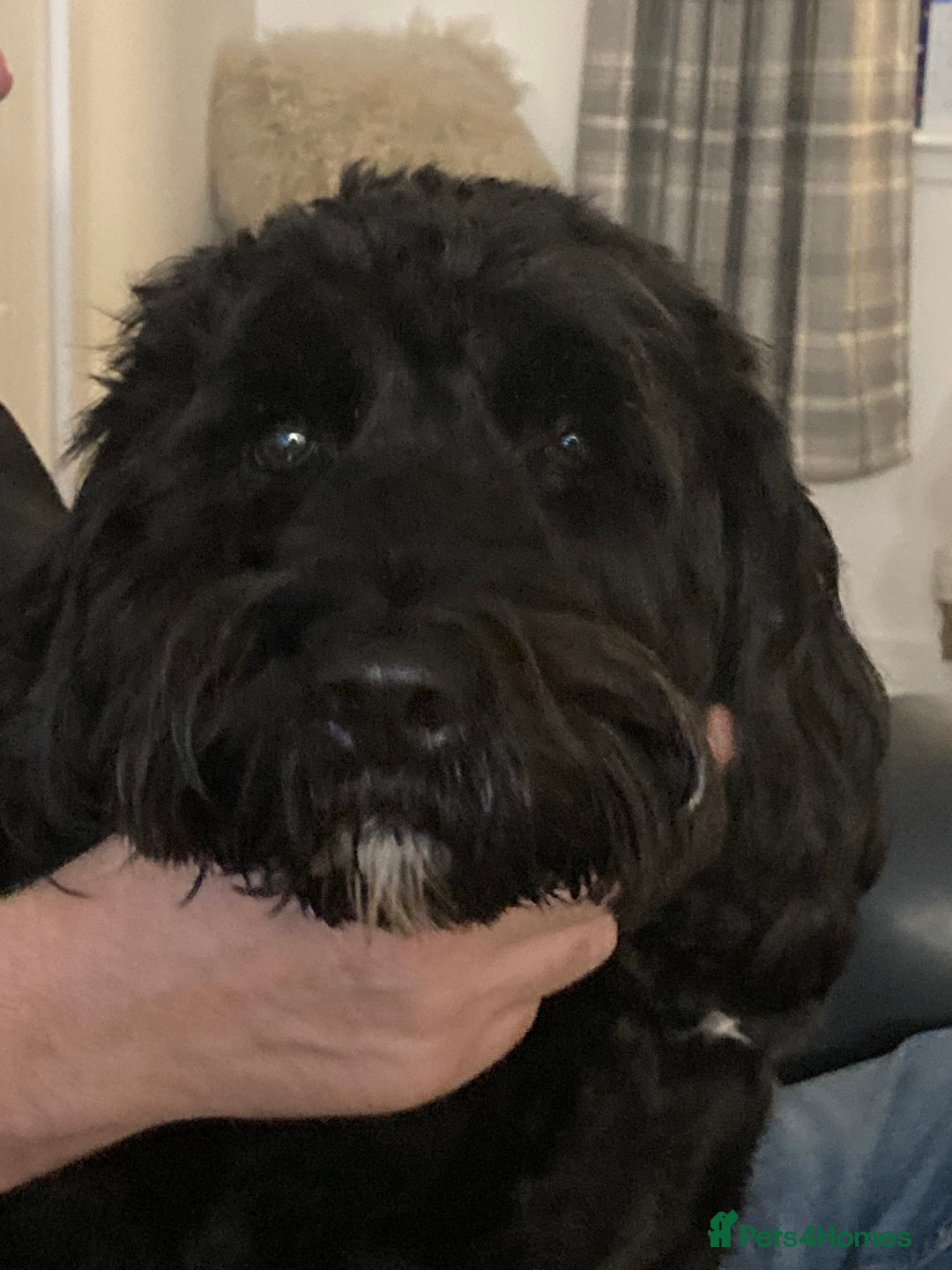 Portuguese Water Dog dogs for sale: Portuguese water dog - Image 11
