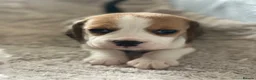 Beagle dogs for sale: KC Reg Pure Pedigree champ Beagle  - Advert 14