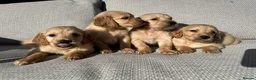 Golden Retriever dogs for sale: 🐾 Gorgeous Golden Retriever Puppies 🐾 in Swadlincote - Advert 1