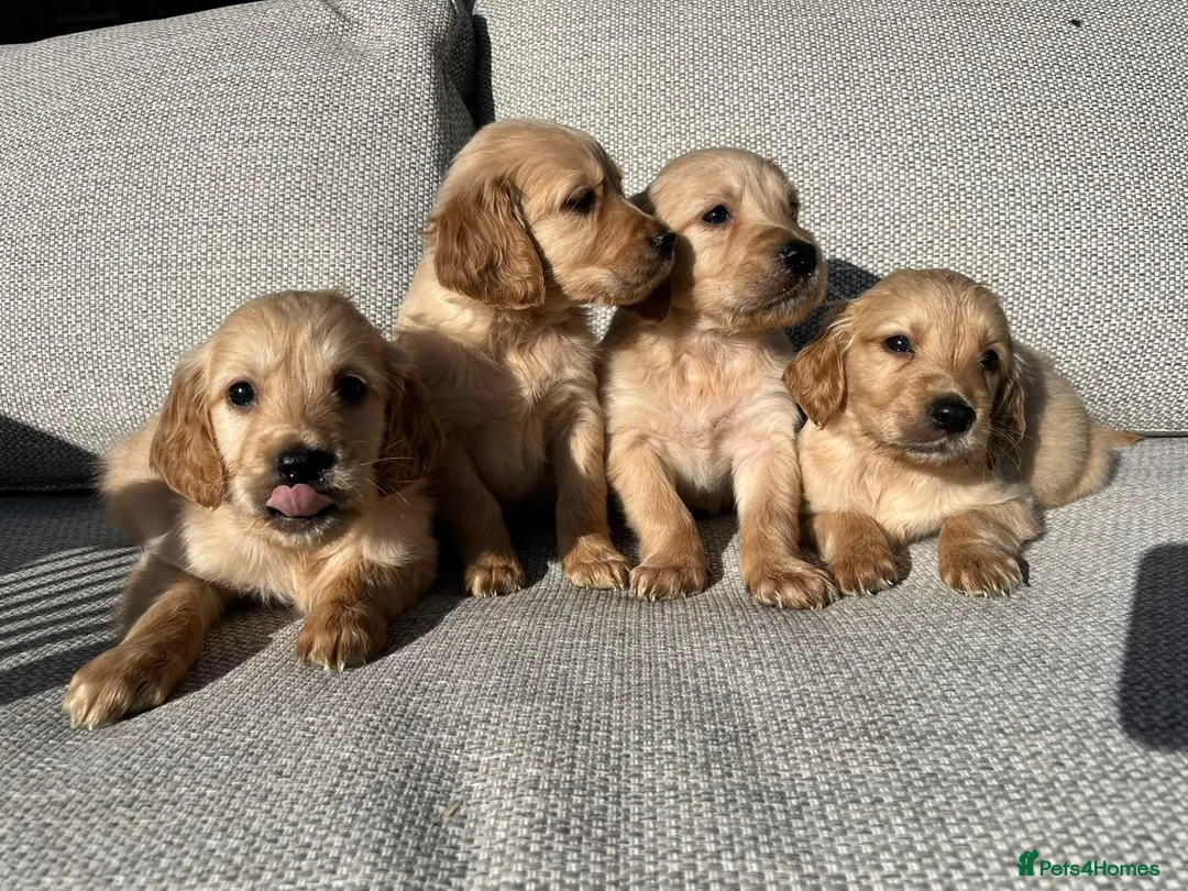 Golden Retriever dogs for sale: 🐾 Gorgeous Golden Retriever Puppies 🐾 in Swadlincote - Advert 1