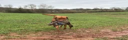 Labrador Retriever dogs for sale: KC, fully health tested fox red Labrador pups  - Advert 5