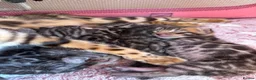 Bengal cats for sale: Beautiful TICA brown and silver Bengal kittens  - Advert 5