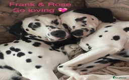 Dalmatian dogs for sale: Stunning Dalmatian puppies KC reg show winners - Image 24