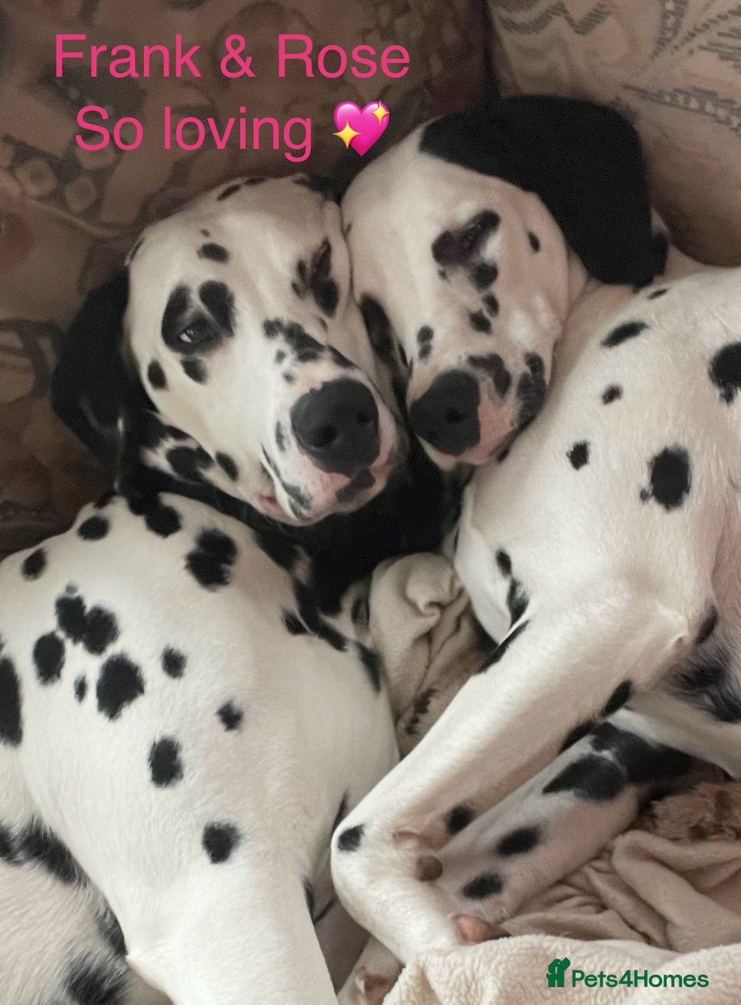 Dalmatian dogs for sale: Stunning Dalmatian puppies KC reg show winners - Image 24