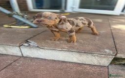 American Bully dogs for sale: 🚨🚨 chocolate tri merls 🚨🚨 - Image 7