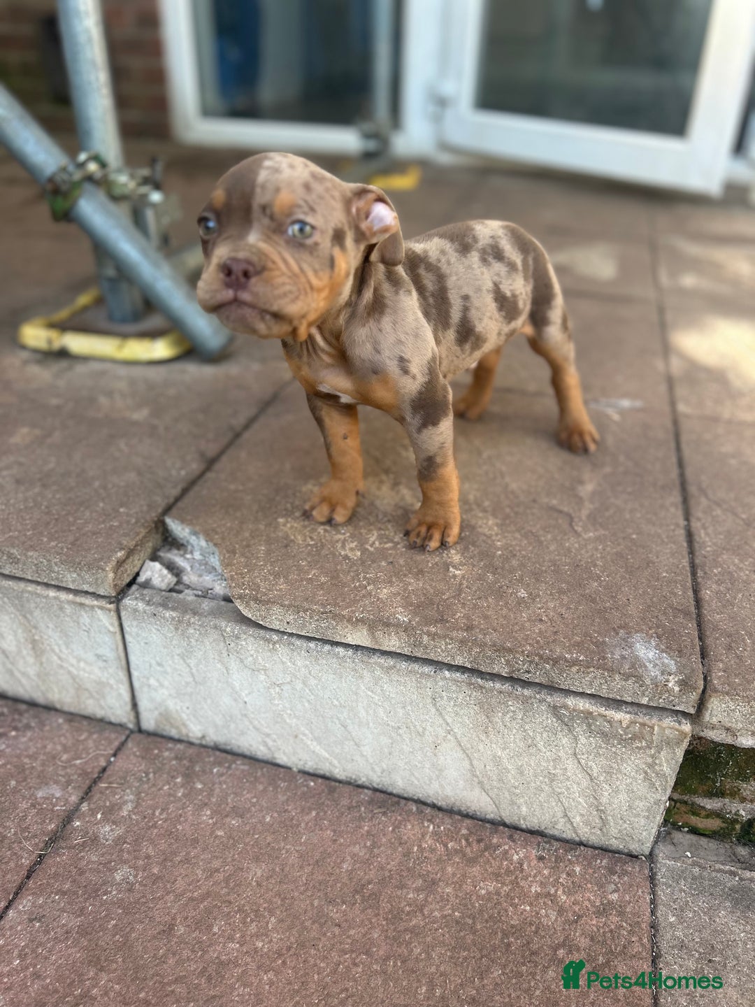 American Bully dogs for sale: 🚨🚨 chocolate tri merls 🚨🚨 - Image 7