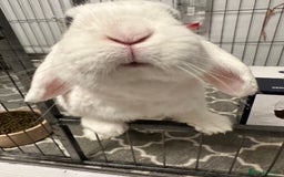 Dwarf Lop rabbits for sale: Female neutered dwarf lop rabbit - Advert 2