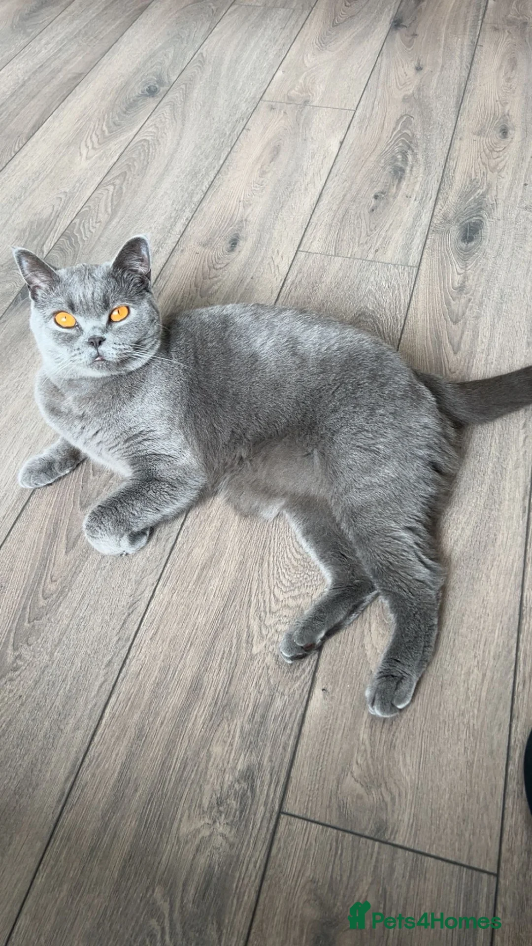 British Shorthair cats for sale: British Short Hair  - Advert 2