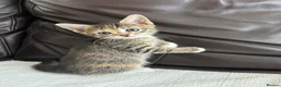 Turkish Angora cats for sale: Beautiful Kittens  - Advert 4