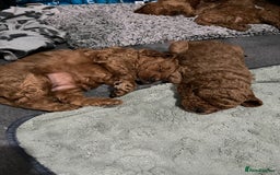 Cavapoo dogs for sale: Playful, affectionate, red Cavapoo puppies  - Image 22