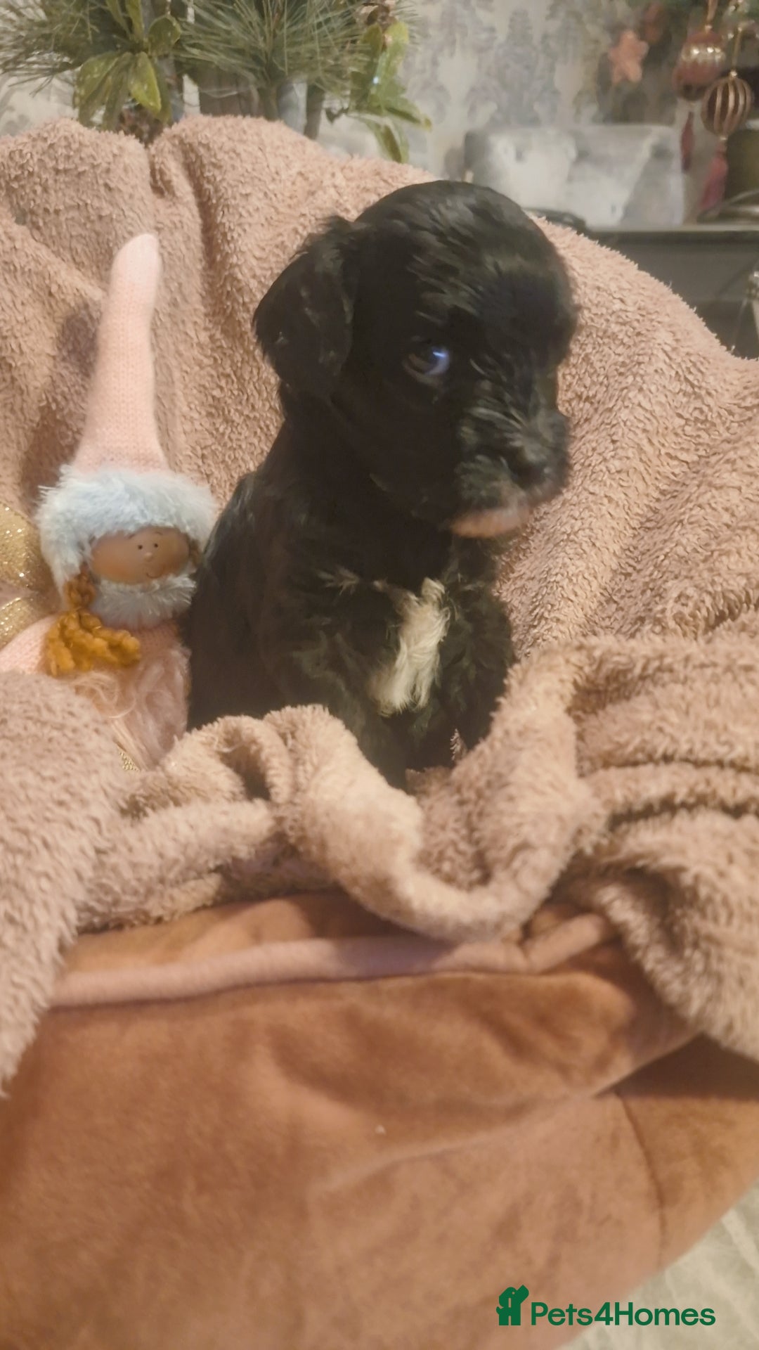 Cavapoo dogs for sale: Beautiful cavapoo puppies  - Advert 12