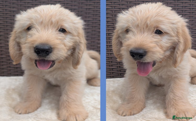 Mini Goldendoodle dogs - Advert 1
