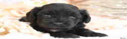 Cavapoo dogs for sale: Health Tested Cavapoos by Licensed Breeder - Advert 21