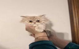 British Longhair cats for sale: British long hair kittens - Advert 21