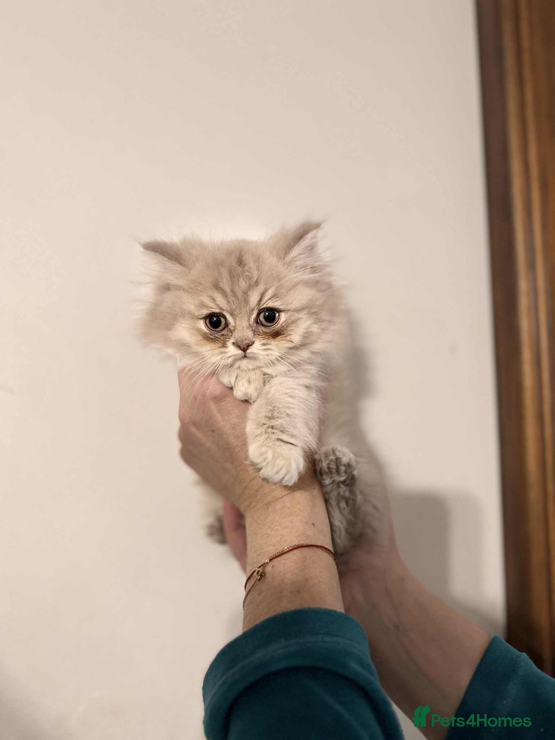 British Longhair cats for sale: British long hair kittens - Advert 21