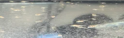 Cichlids fish for sale: Ellioti Cichlids fry & babys  - Advert 6